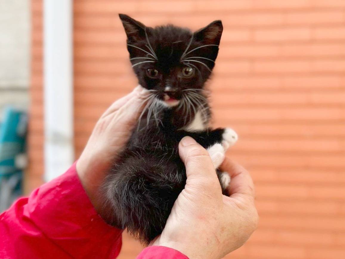 Adotta il gatto LOY a Cremona