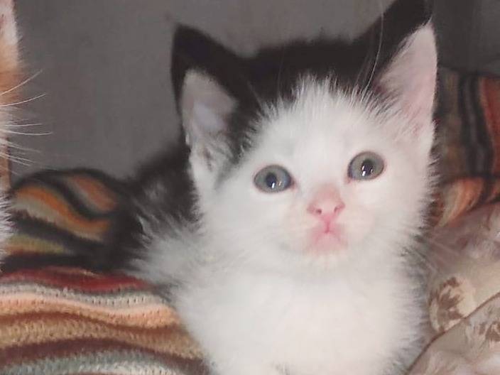 Adotta un gatto, maschio, 0 mesi, Cremona