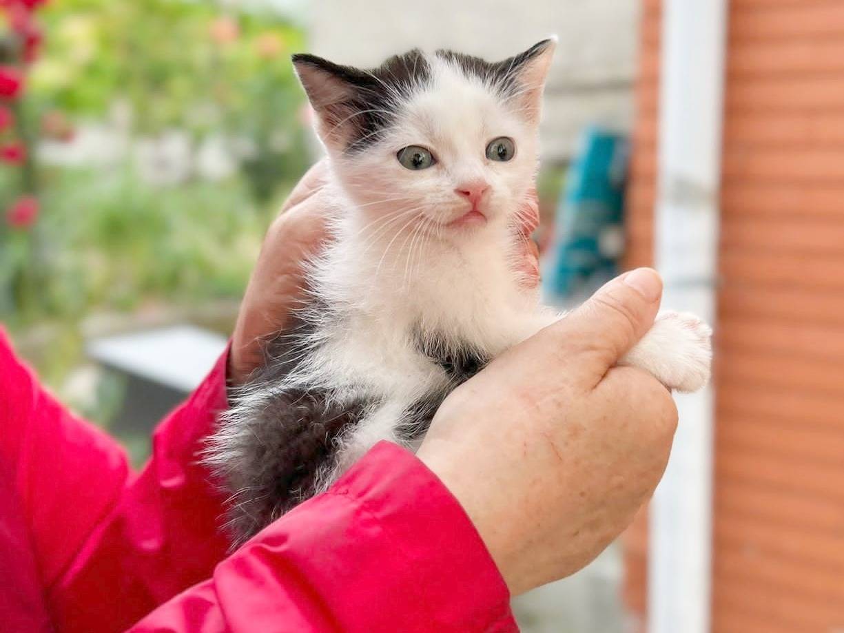 Adotta un gatto, taglia non valida, maschio, Cremona