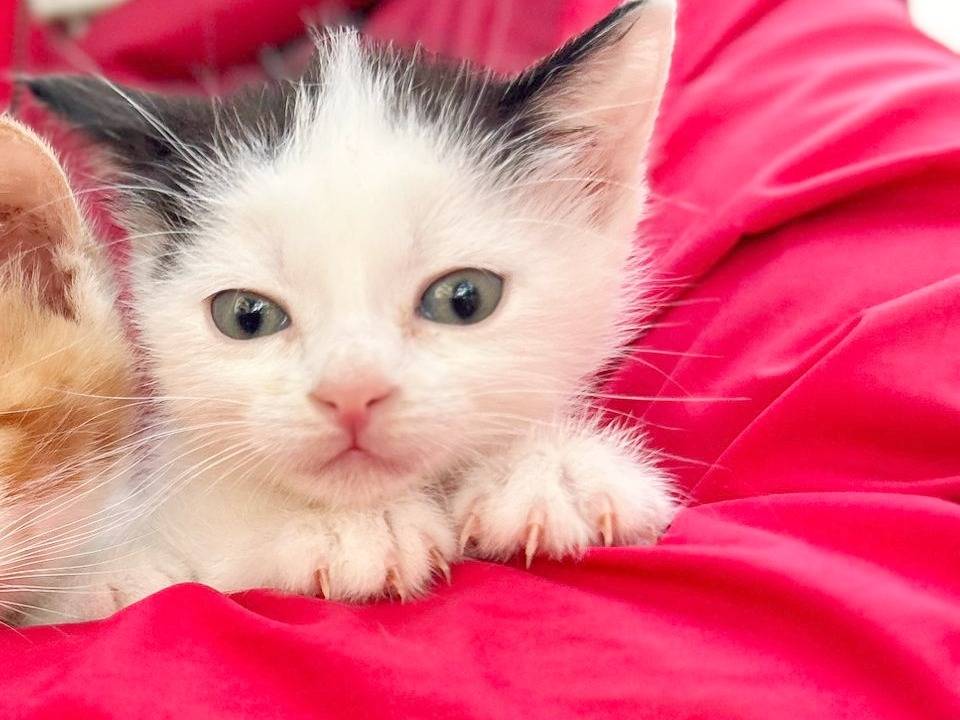 Vuoi adottare un gatto a Cremona?