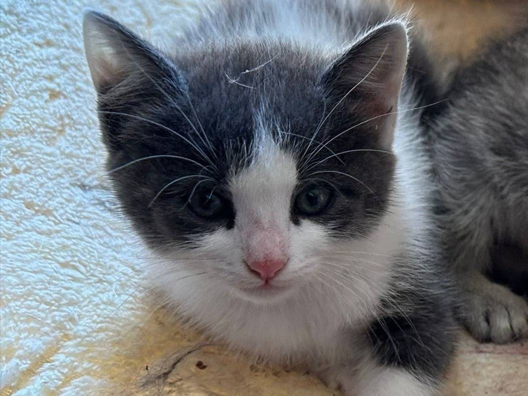 Adotta un gatto, femmina, 3 mesi, Chieti