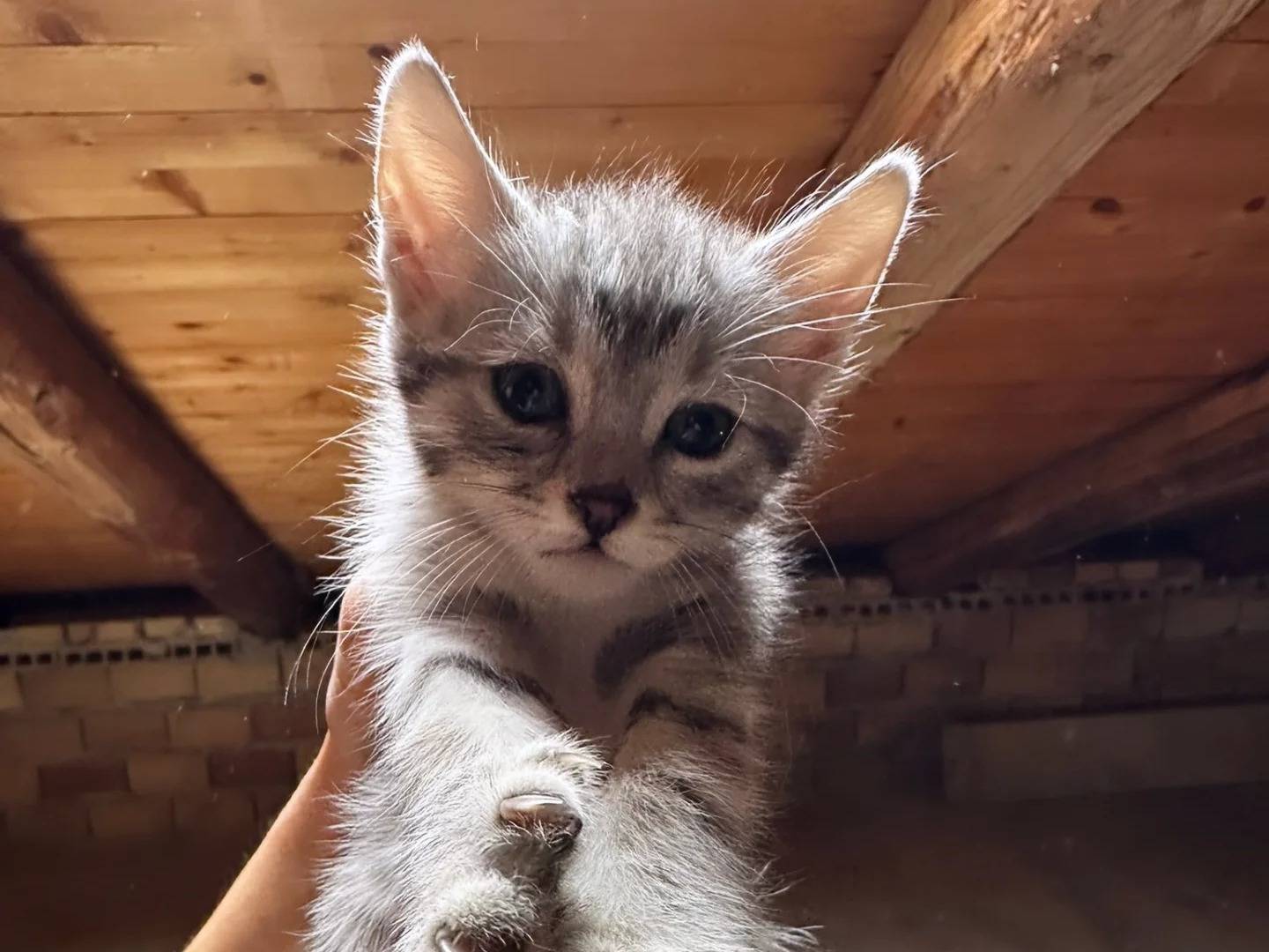 Adotta un gatto, taglia non valida, femmina, Chieti