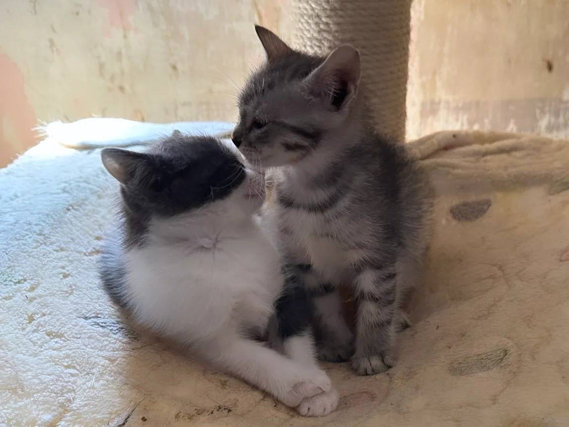 Vuoi adottare un gatto a Chieti?