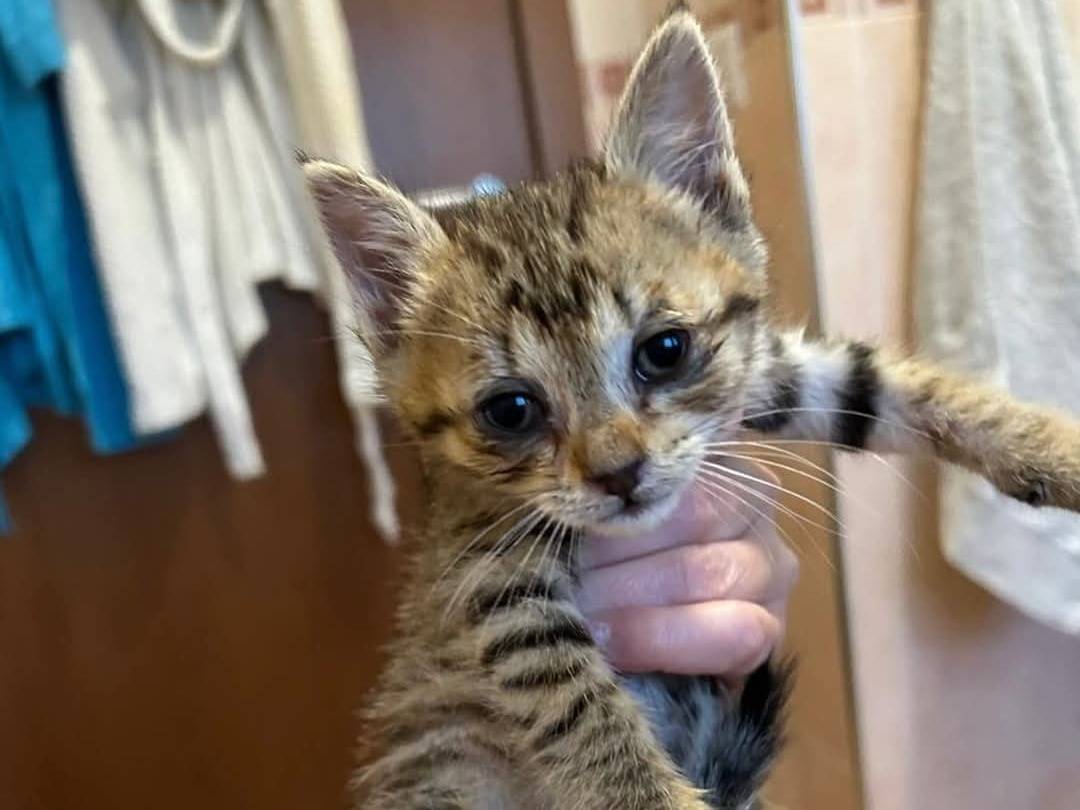 Adotta un gatto, femmina, 2 mesi, Chieti