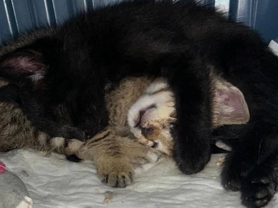 Vuoi adottare un gatto a Chieti?