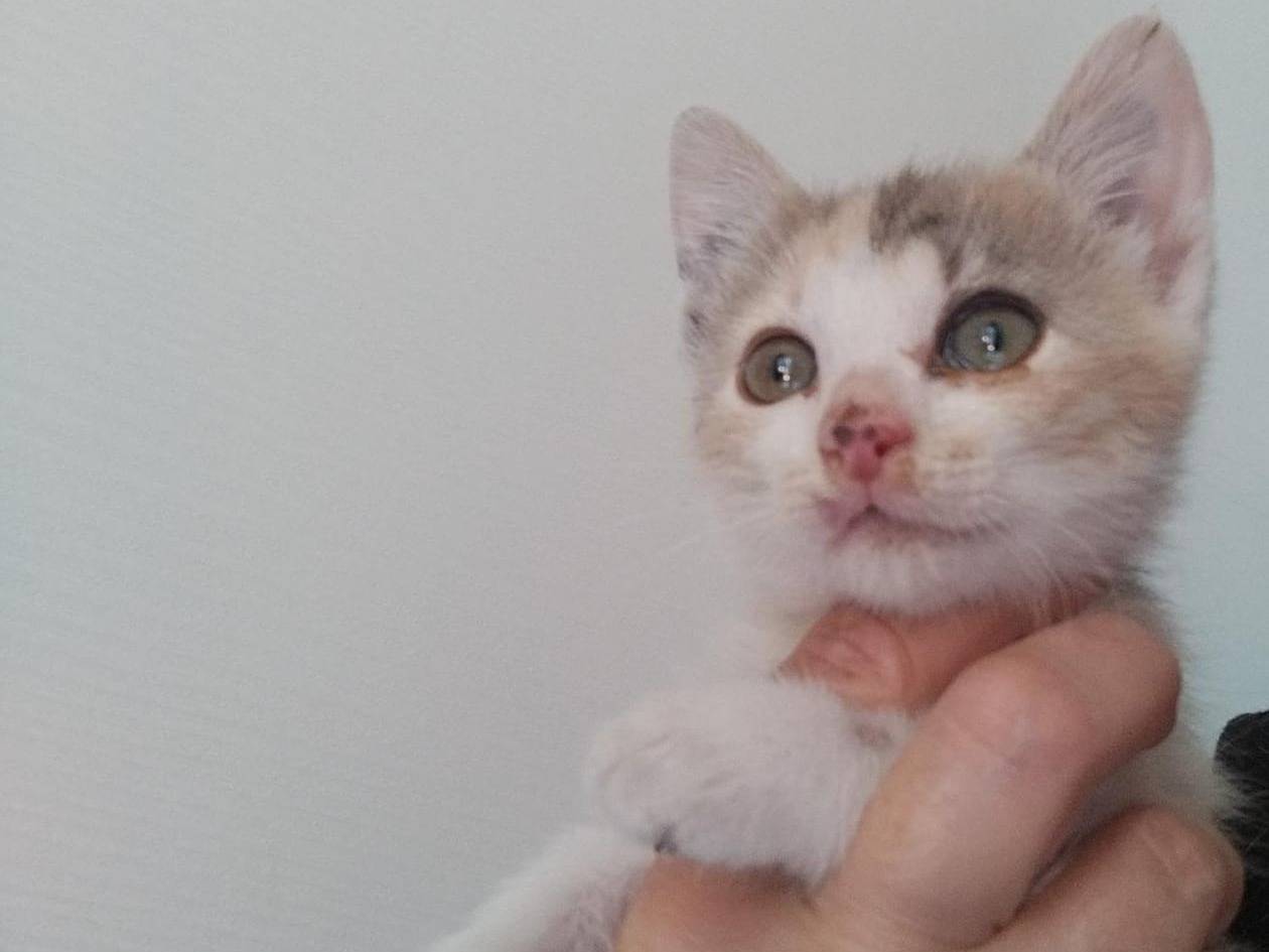 Adotta il gatto Candy  a Matera