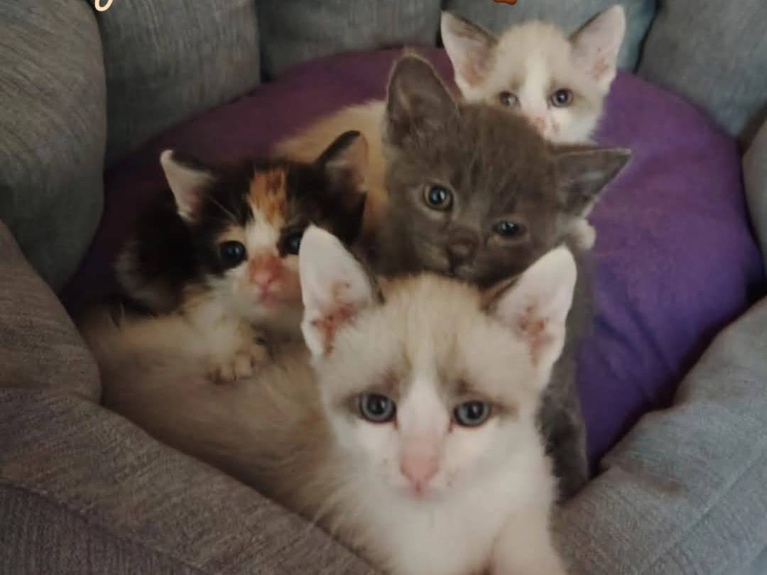 Foto dell'animale
