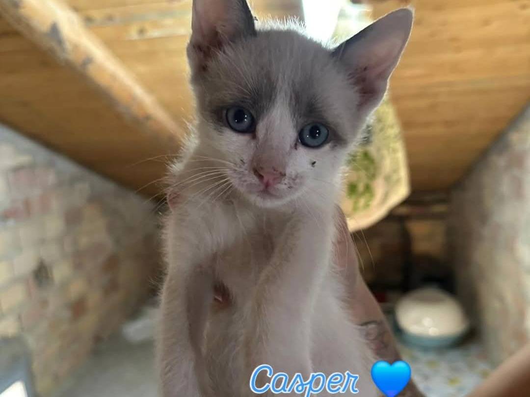 Adotta un gatto, femmina, 3 mesi, Chieti