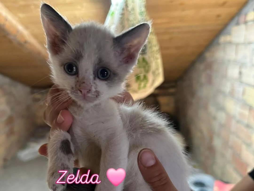 Adotta un gatto, taglia non valida, femmina, Chieti
