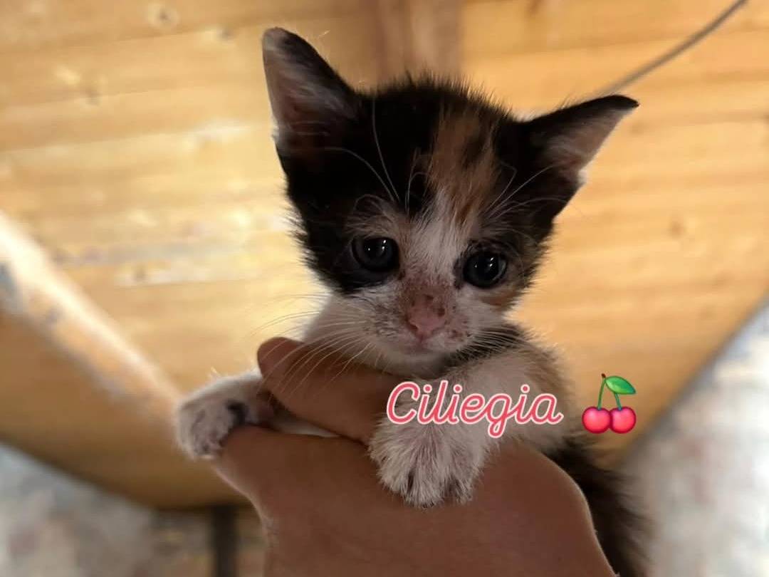 Vuoi adottare un gatto a Chieti?