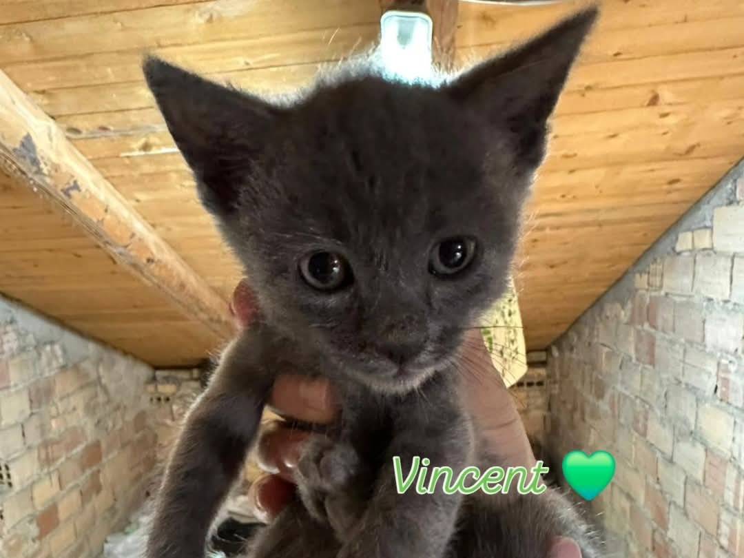 Adotta il gatto I fantastici quattro a Chieti