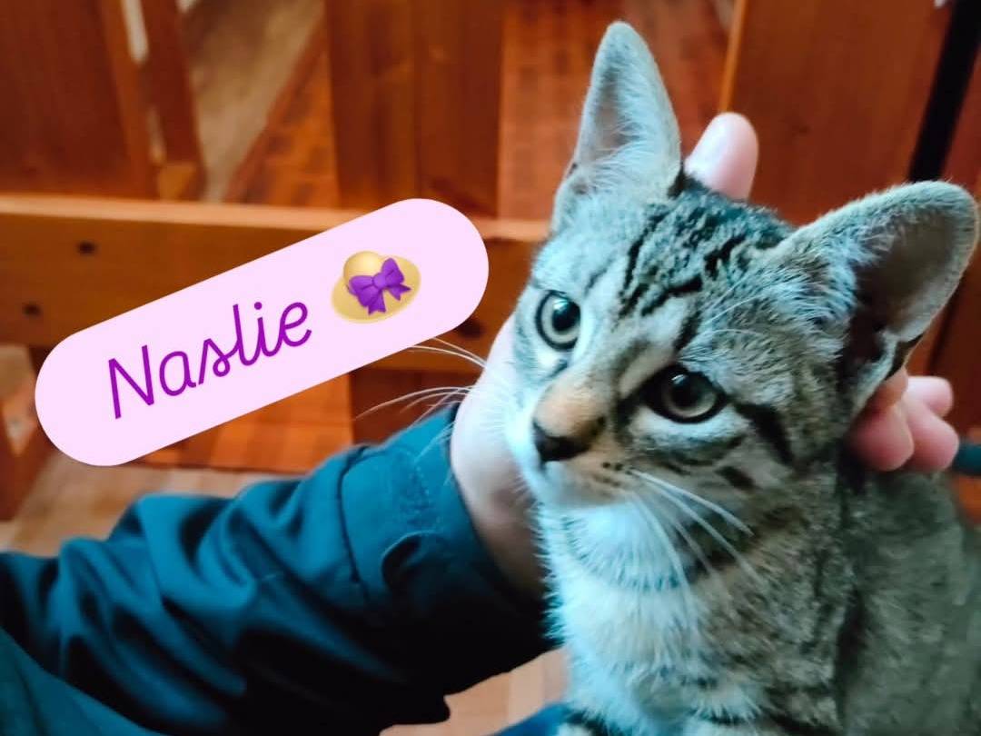 Foto dell'animale