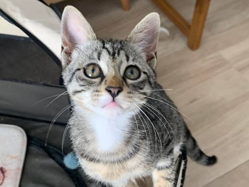 Adotta un gatto, femmina, 3 mesi, Chieti