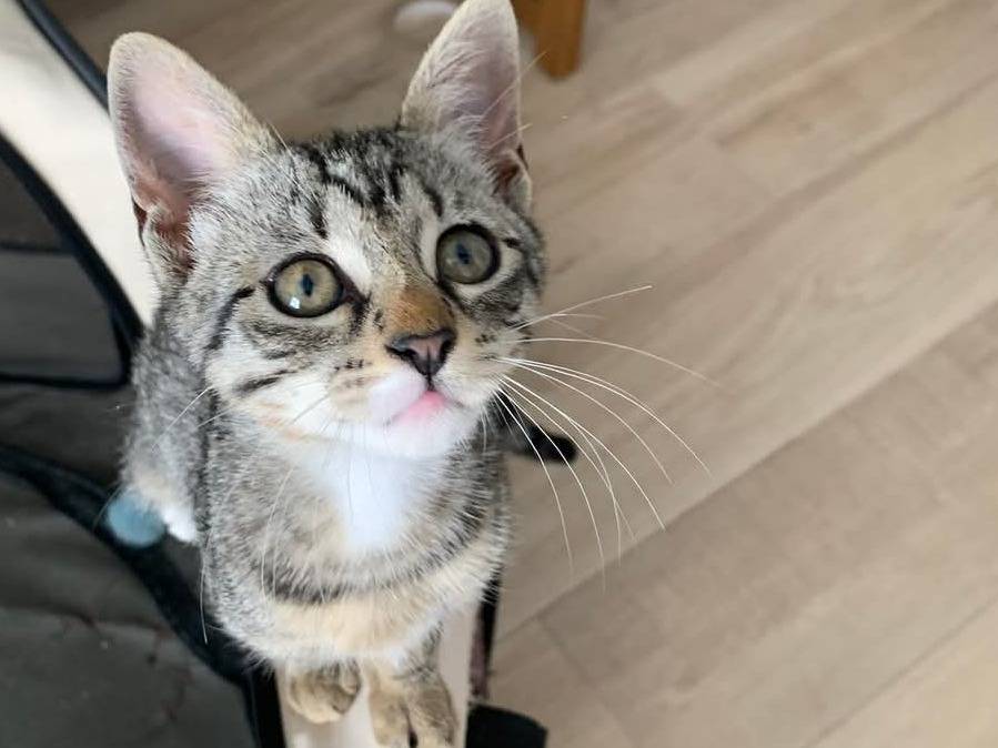 Adotta un gatto, taglia non valida, femmina, Chieti