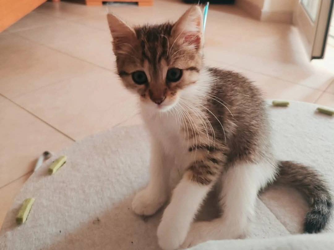 Foto dell'animale