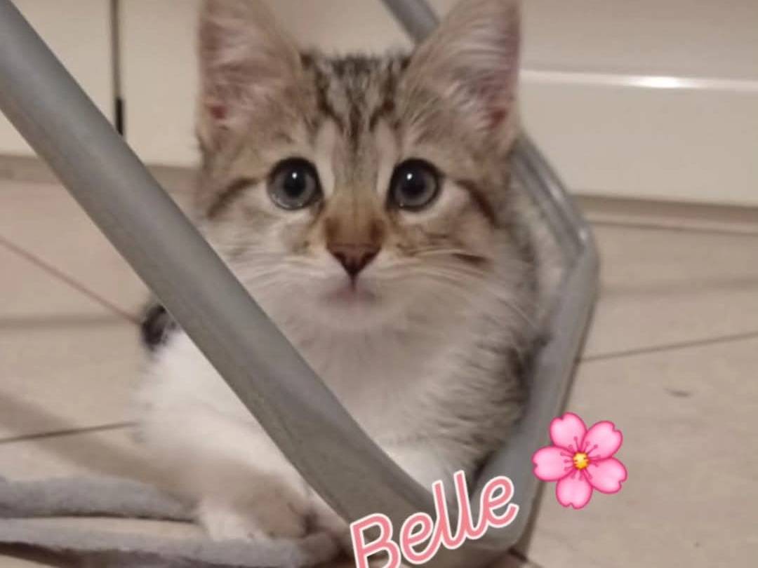 Adotta un gatto, femmina, 3 mesi, Chieti