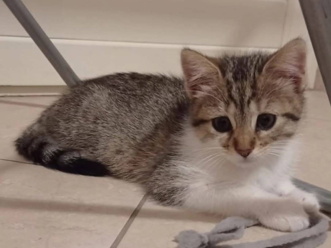Adotta un gatto, taglia non valida, femmina, Chieti