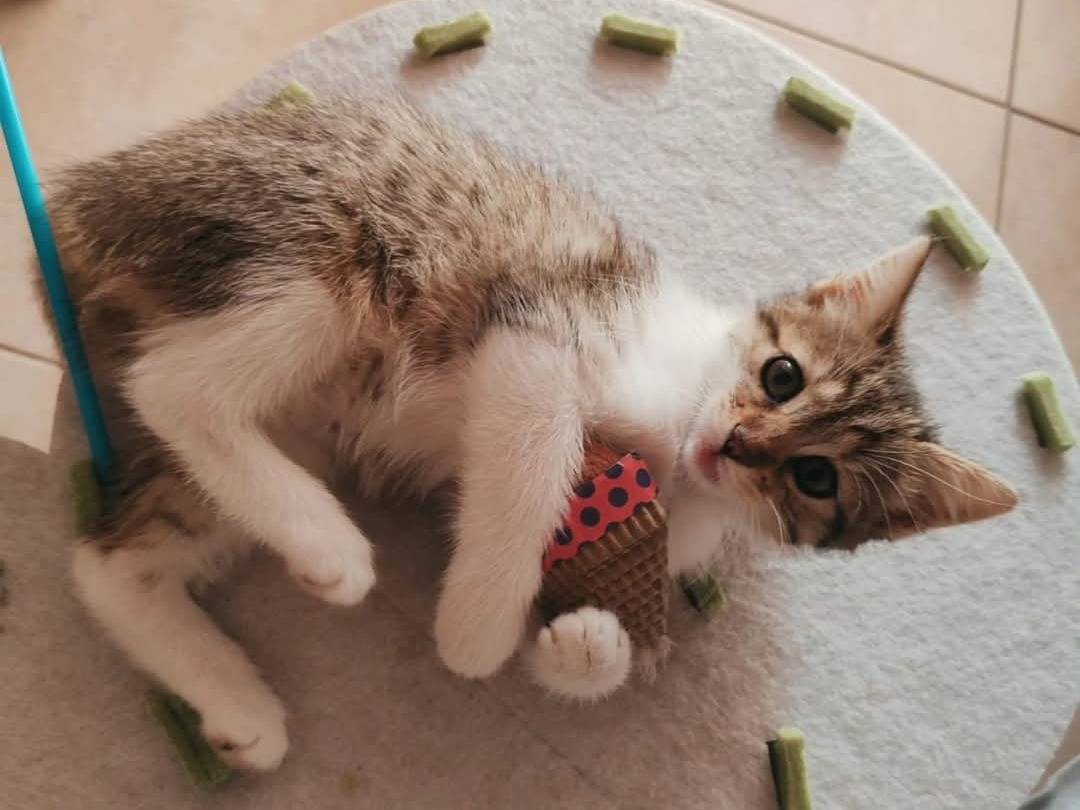 Vuoi adottare un gatto a Chieti?