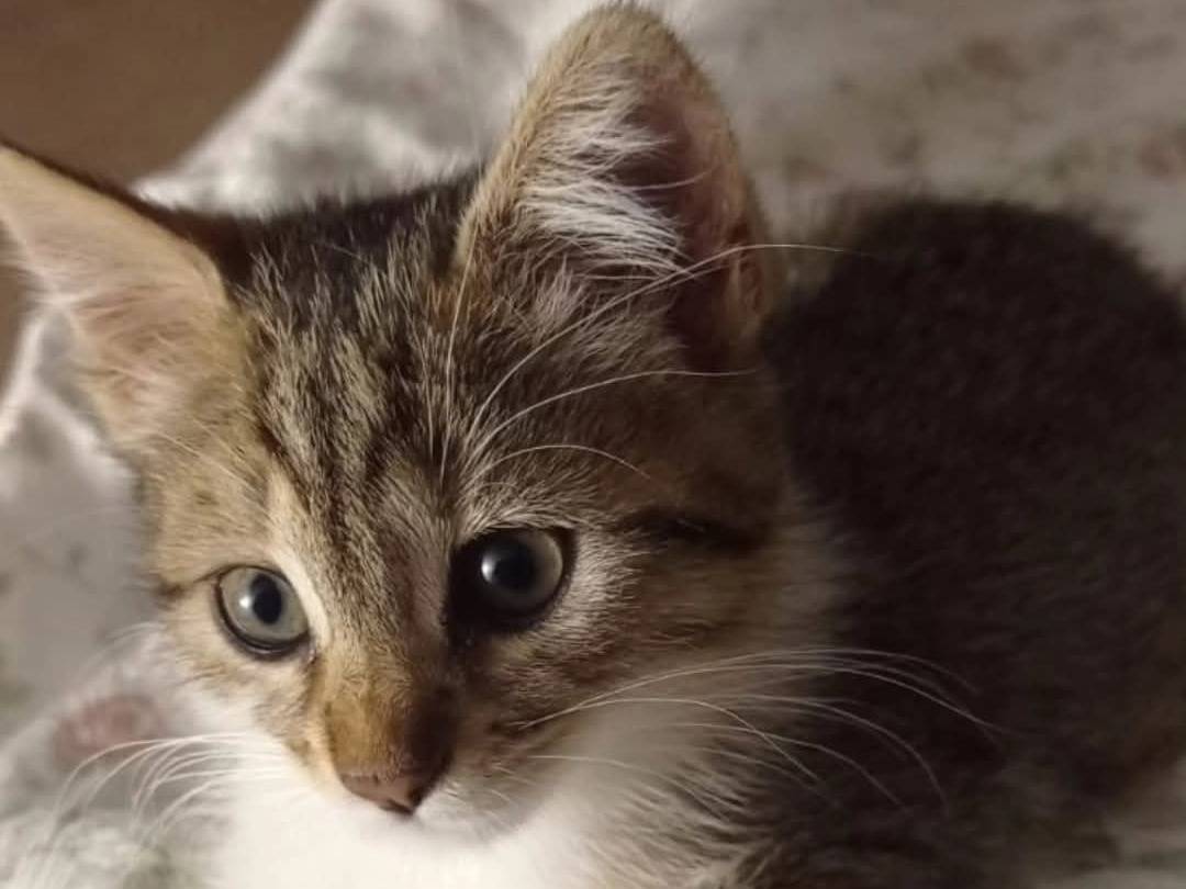 Adotta il gatto Belle a Chieti