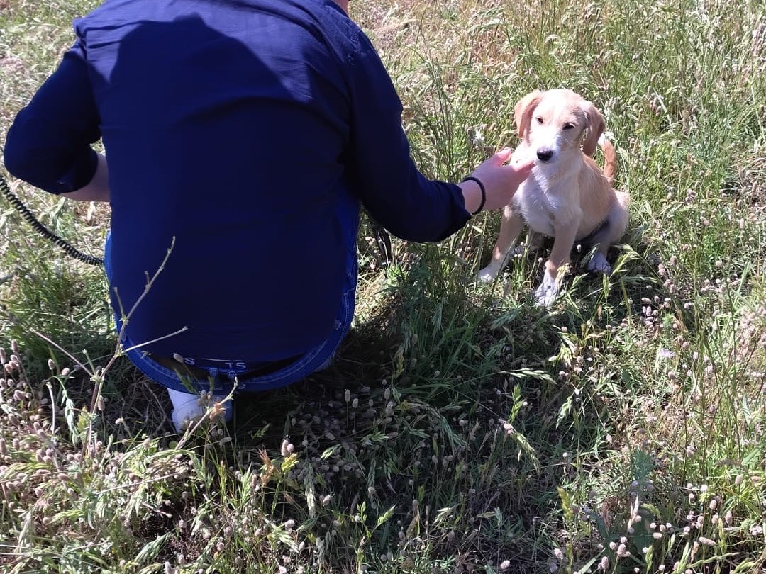 Adotta un cane, taglia media contenuta, maschio, Catania