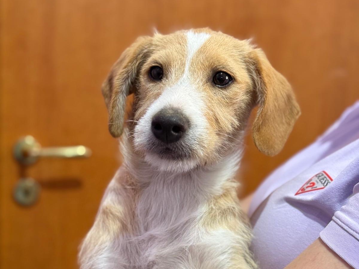 Vuoi adottare un cane a Catania?