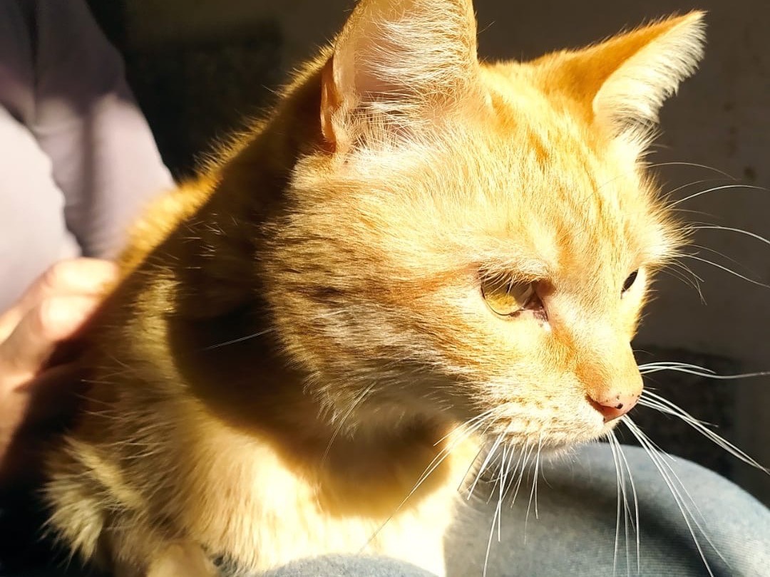 Adotta un gatto, maschio, 2 anni  e 4 mesi , Torino