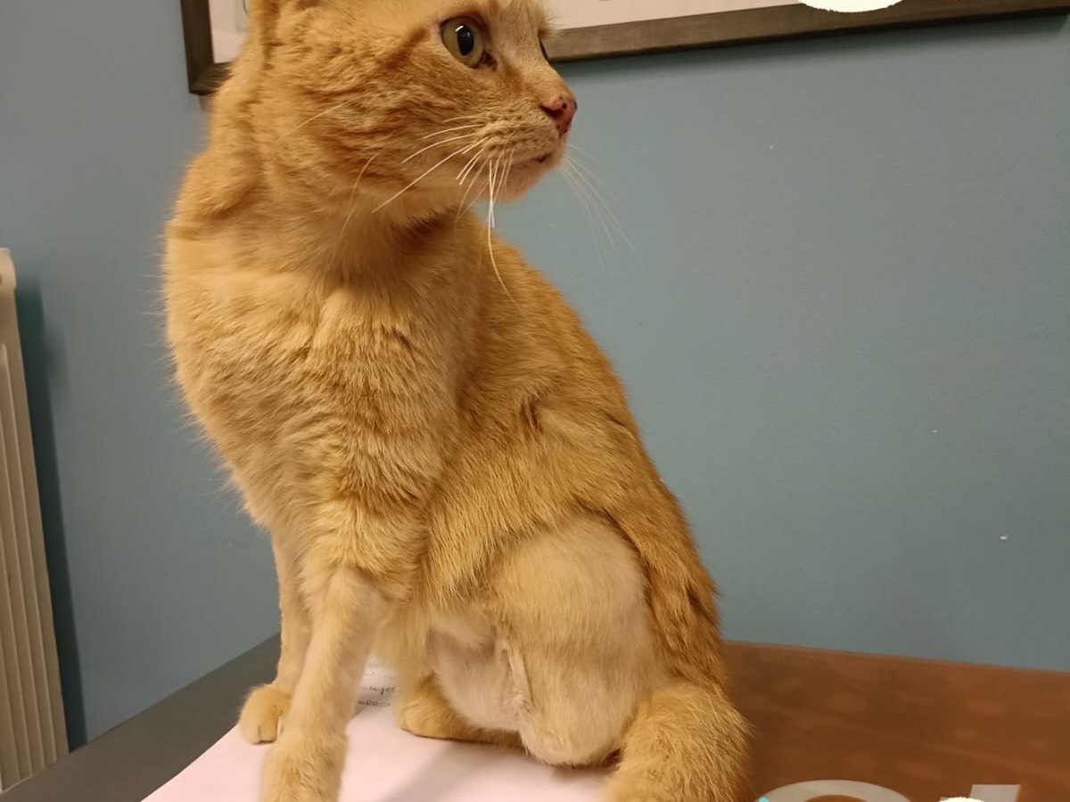 Adotta un gatto, taglia non valida, maschio, Torino