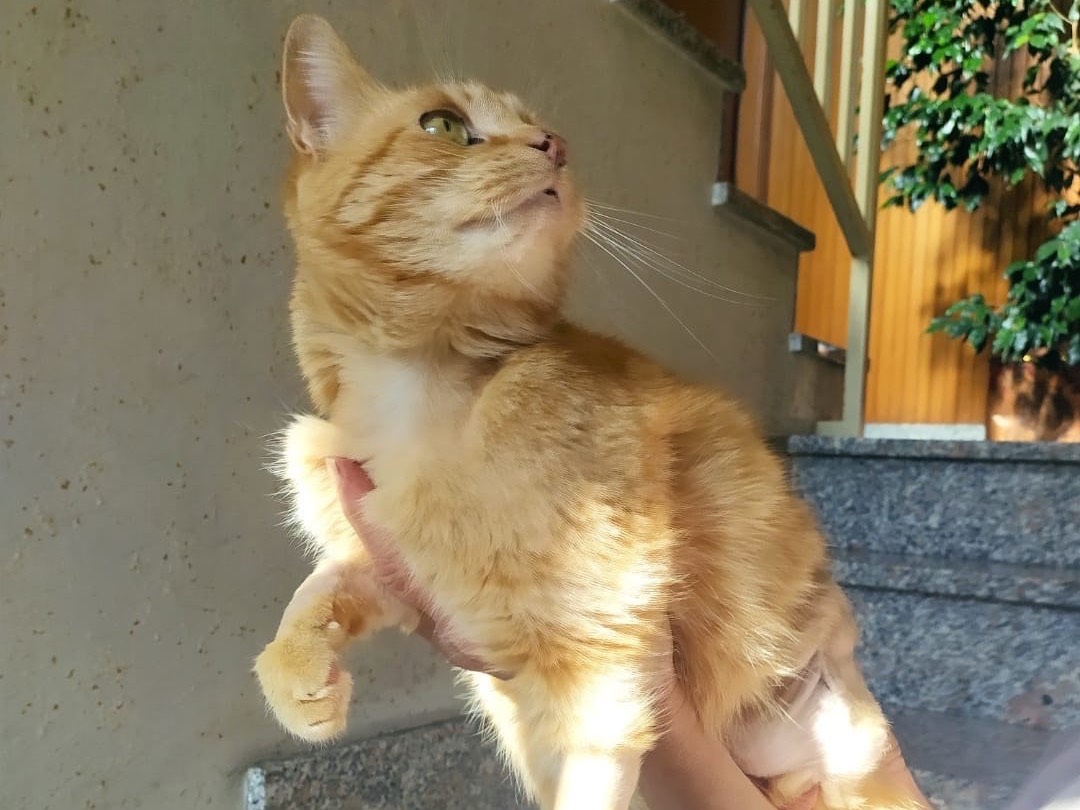 Vuoi adottare un gatto a Torino?