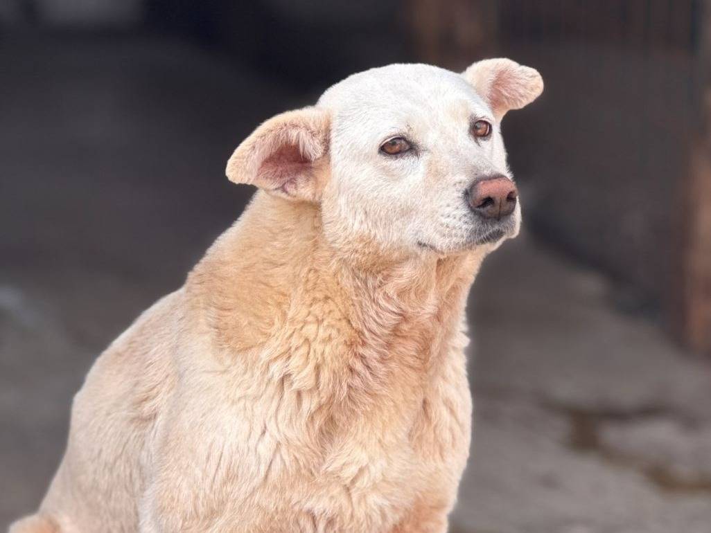Foto dell'animale