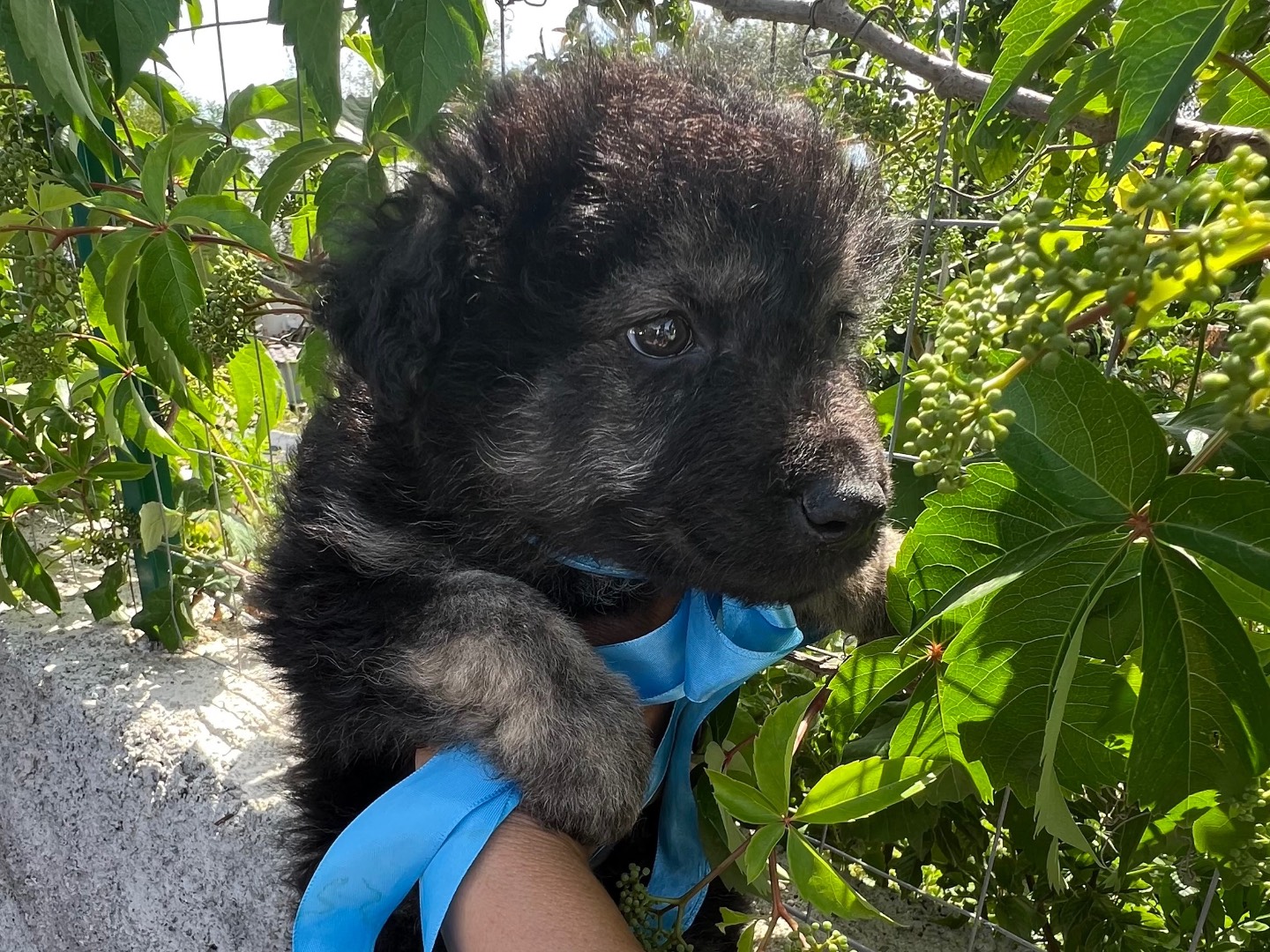 Adotta un cane, maschio, 2 mesi, Siracusa
