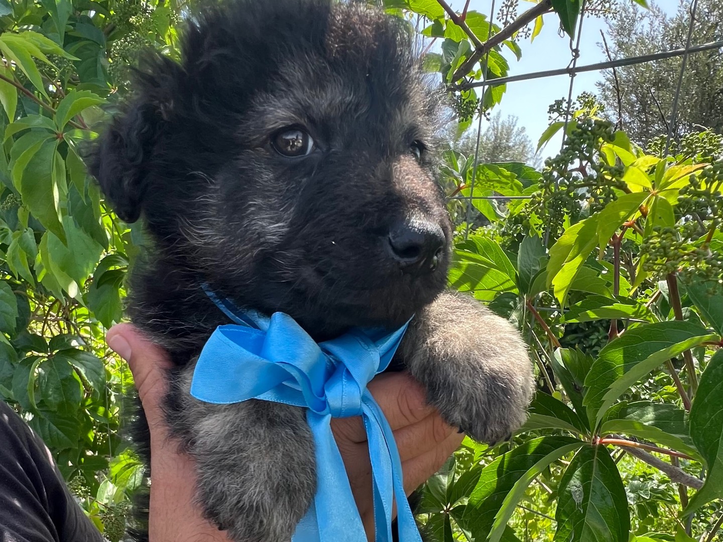 Adotta un cane, taglia media, maschio, Siracusa