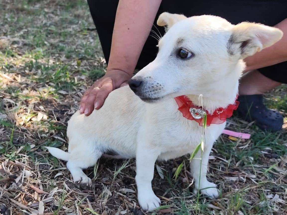 Adozione cane, femmina, Razza sconosciuta Razza sconosciuta, 10 mesi, taglia piccola, Firenze