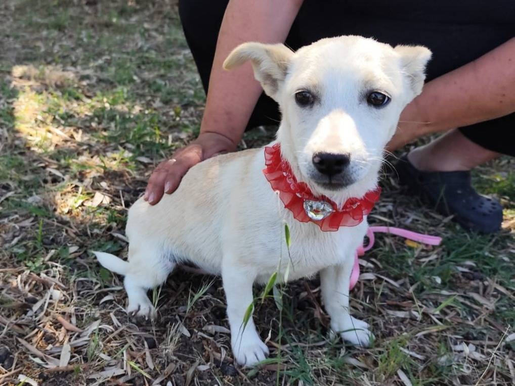 Adotta un cane, femmina, 10 mesi, Firenze