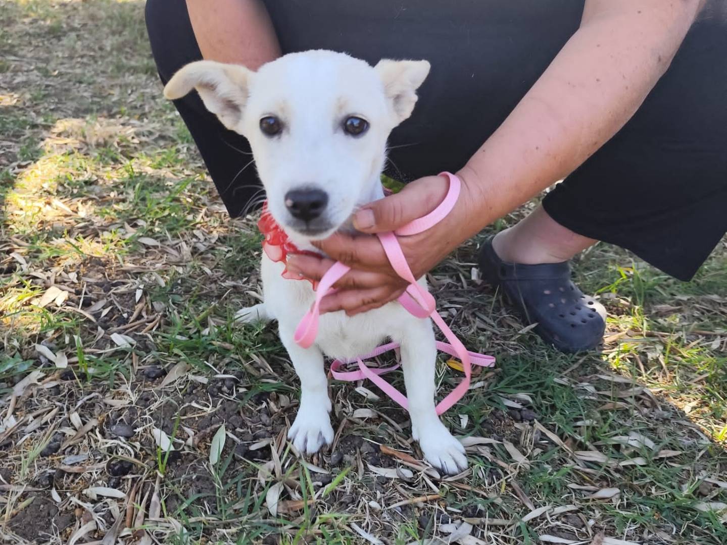 Adotta un cane, taglia piccola, femmina, Firenze