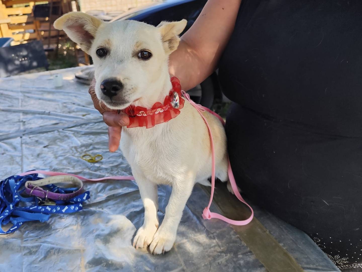 Vuoi adottare un cane a Firenze?