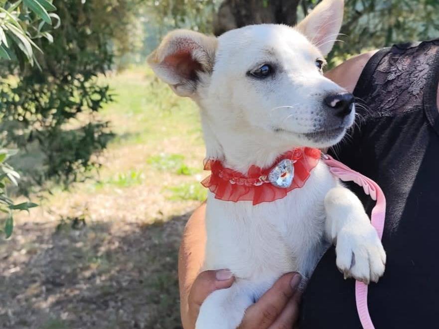 Adotta il cane RIA  a Firenze