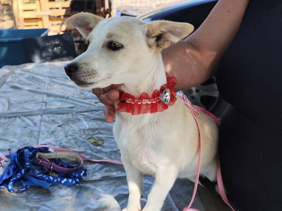 Adotta un cane, taglia piccola, femmina, Caserta