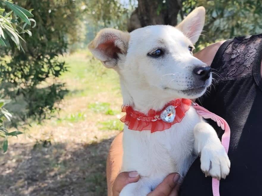 Vuoi adottare un cane a Caserta?