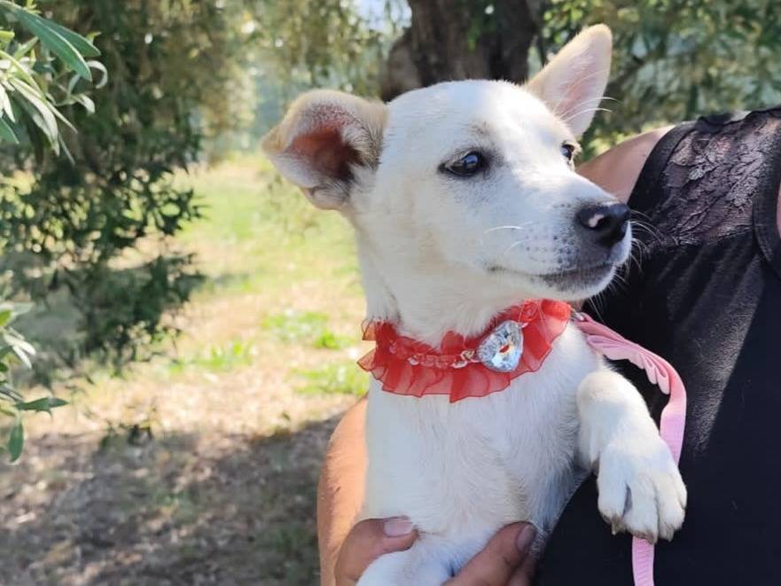 Adotta un cane, femmina, 6 mesi, Firenze