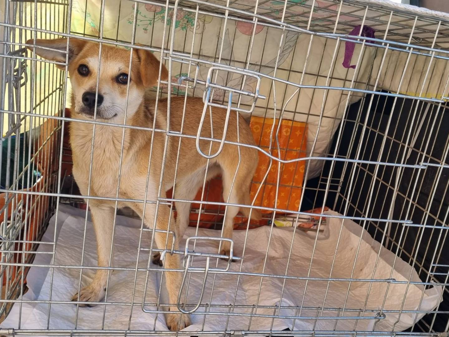Adotta un cane, femmina, 6 mesi, Bari
