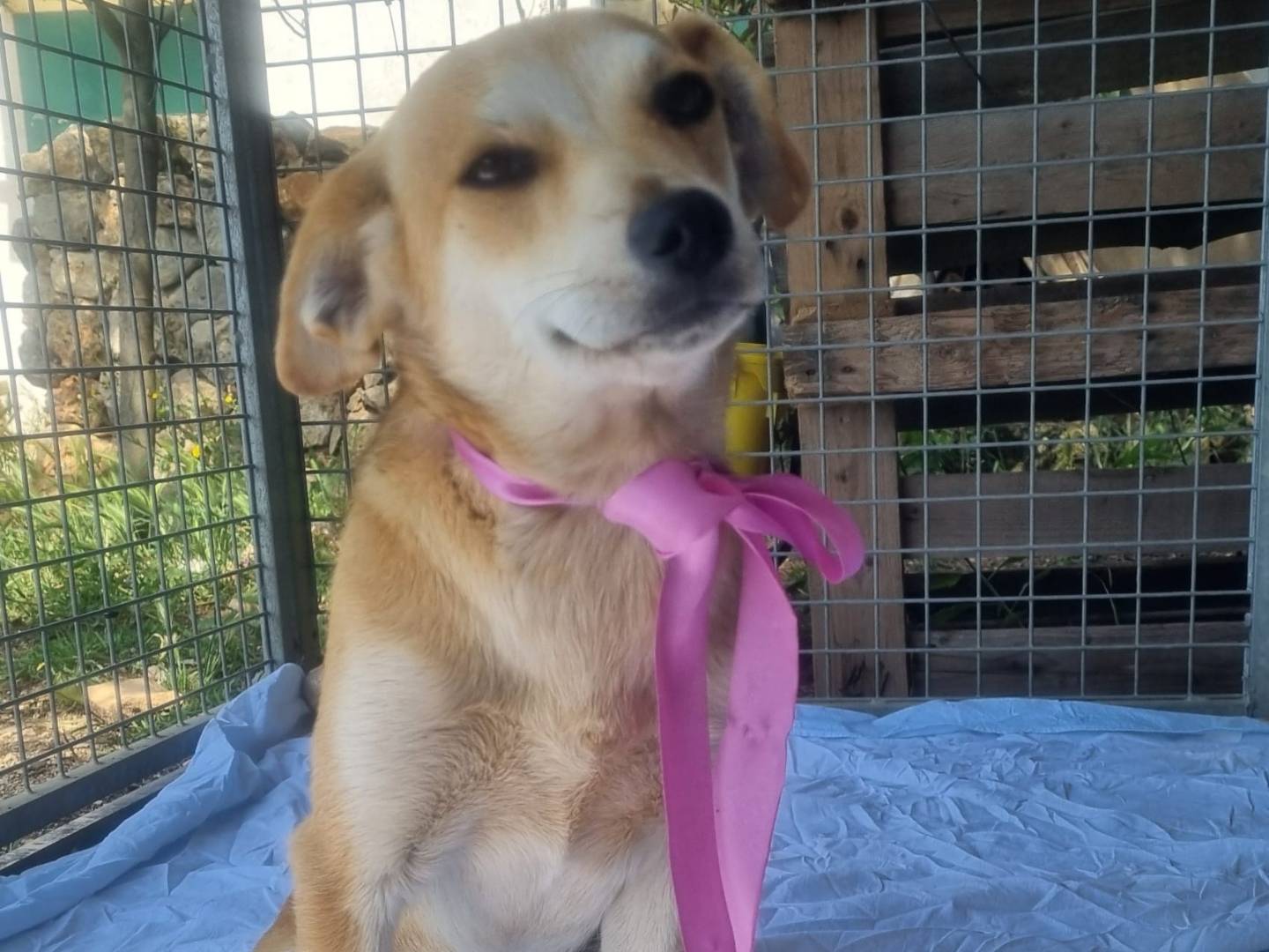 Adotta un cane, taglia piccola, femmina, Bari