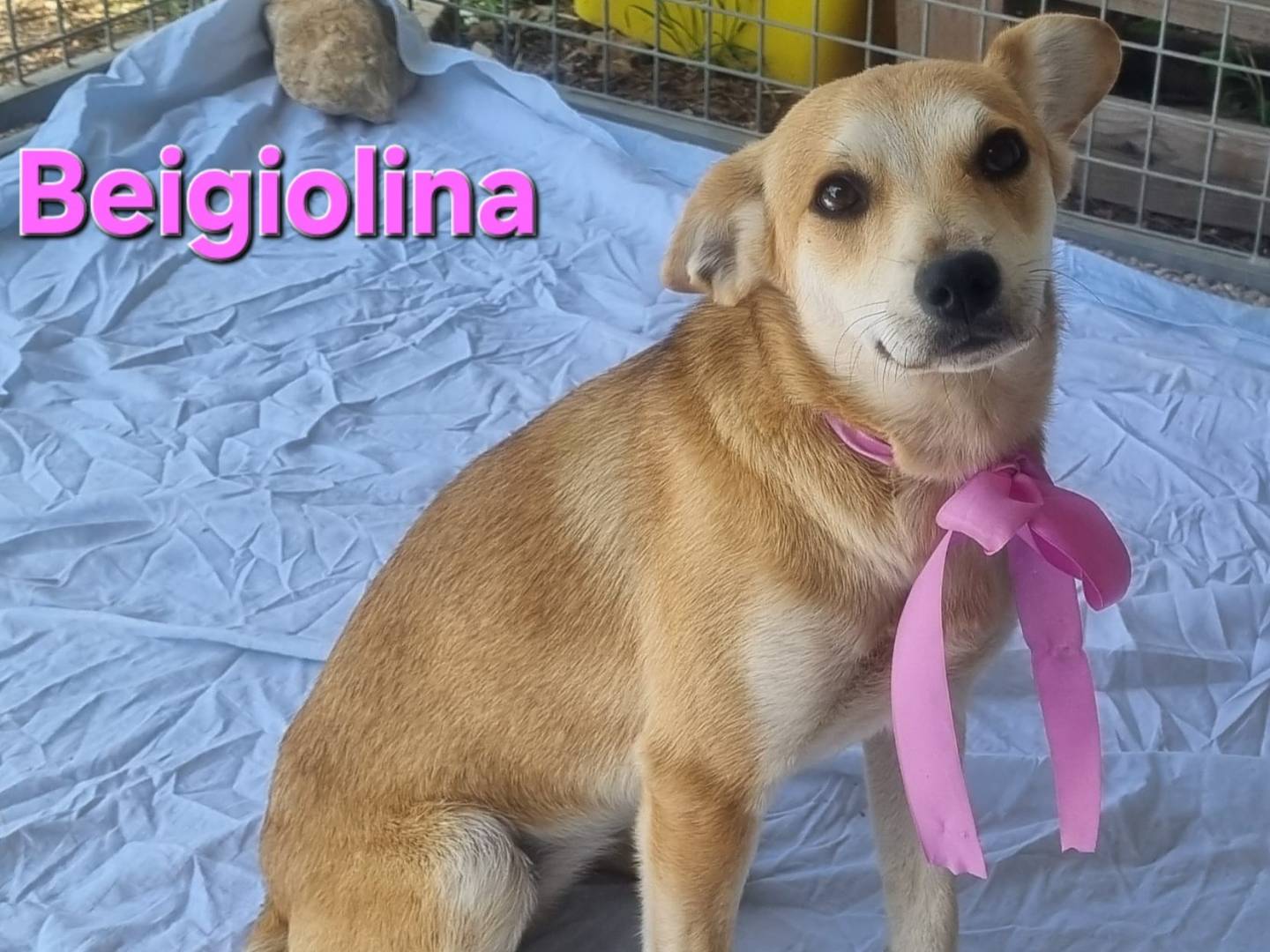 Vuoi adottare un cane a Bari?