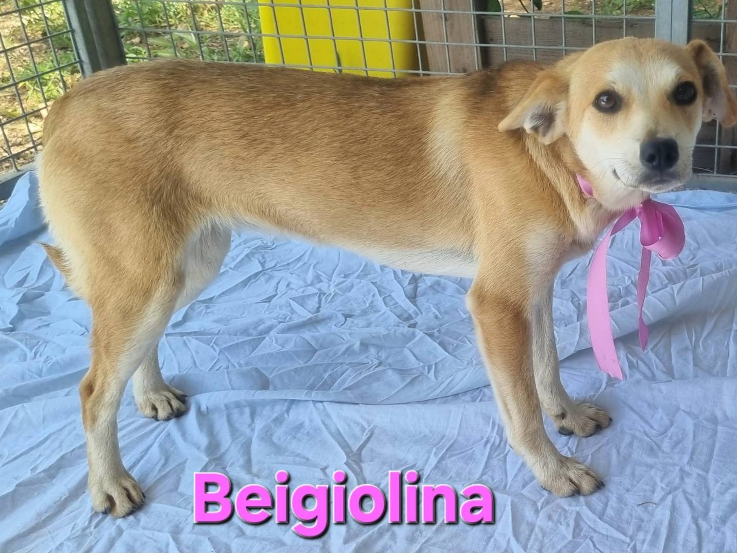 Adotta il cane Beigiolina a Bari