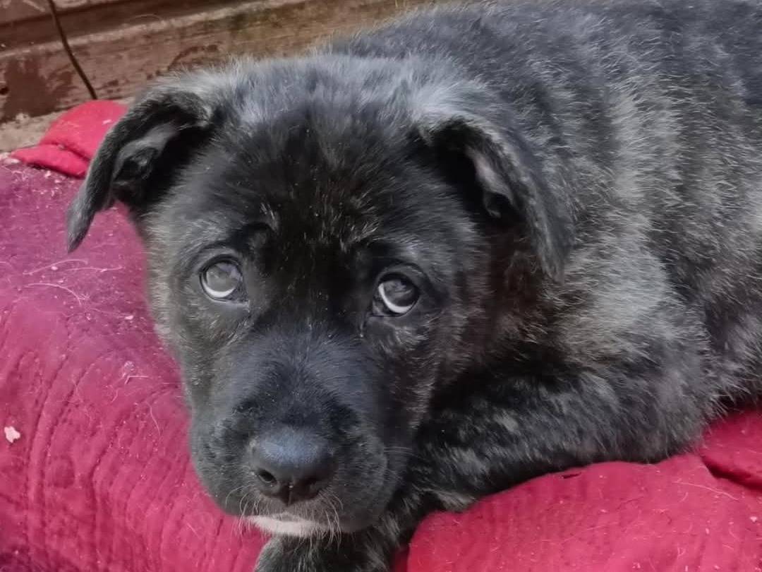 Adotta un cane, femmina, 4 mesi, Torino