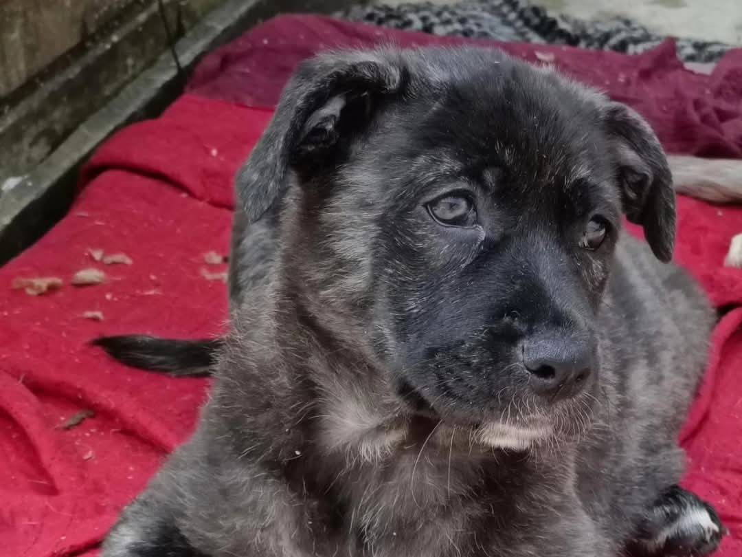 Adotta un cane, taglia grande, femmina, Torino