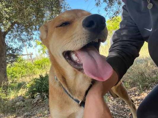 Adotta un cane, femmina, 4 mesi, Padova