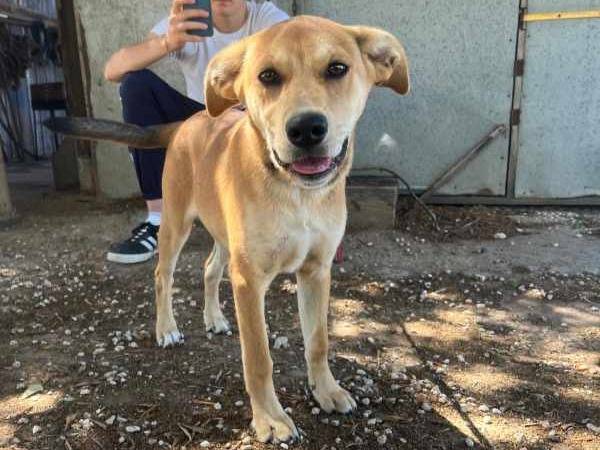 Adotta un cane, taglia piccola, femmina, Padova