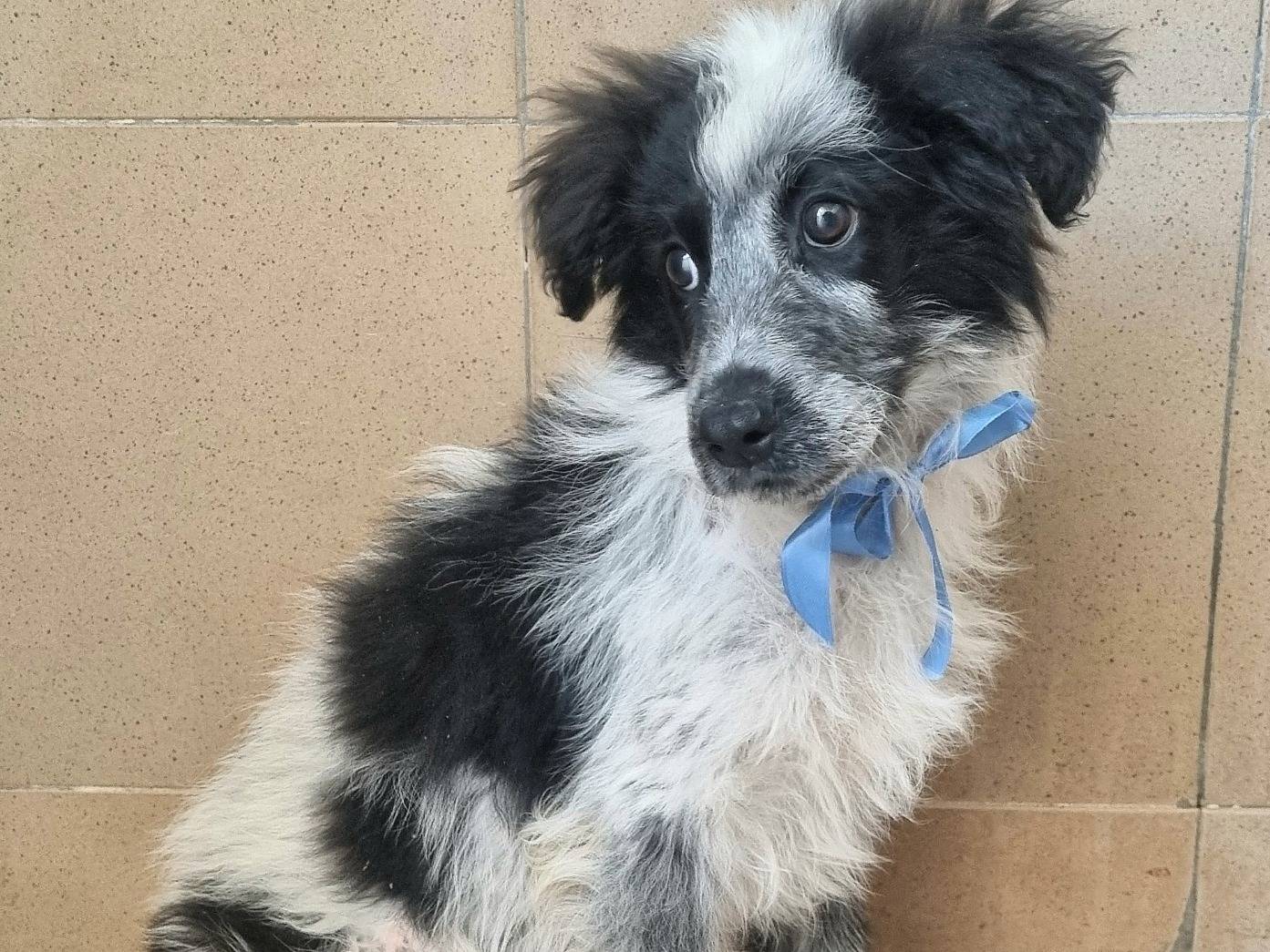 Adotta un cane, maschio, 3 mesi, Bari