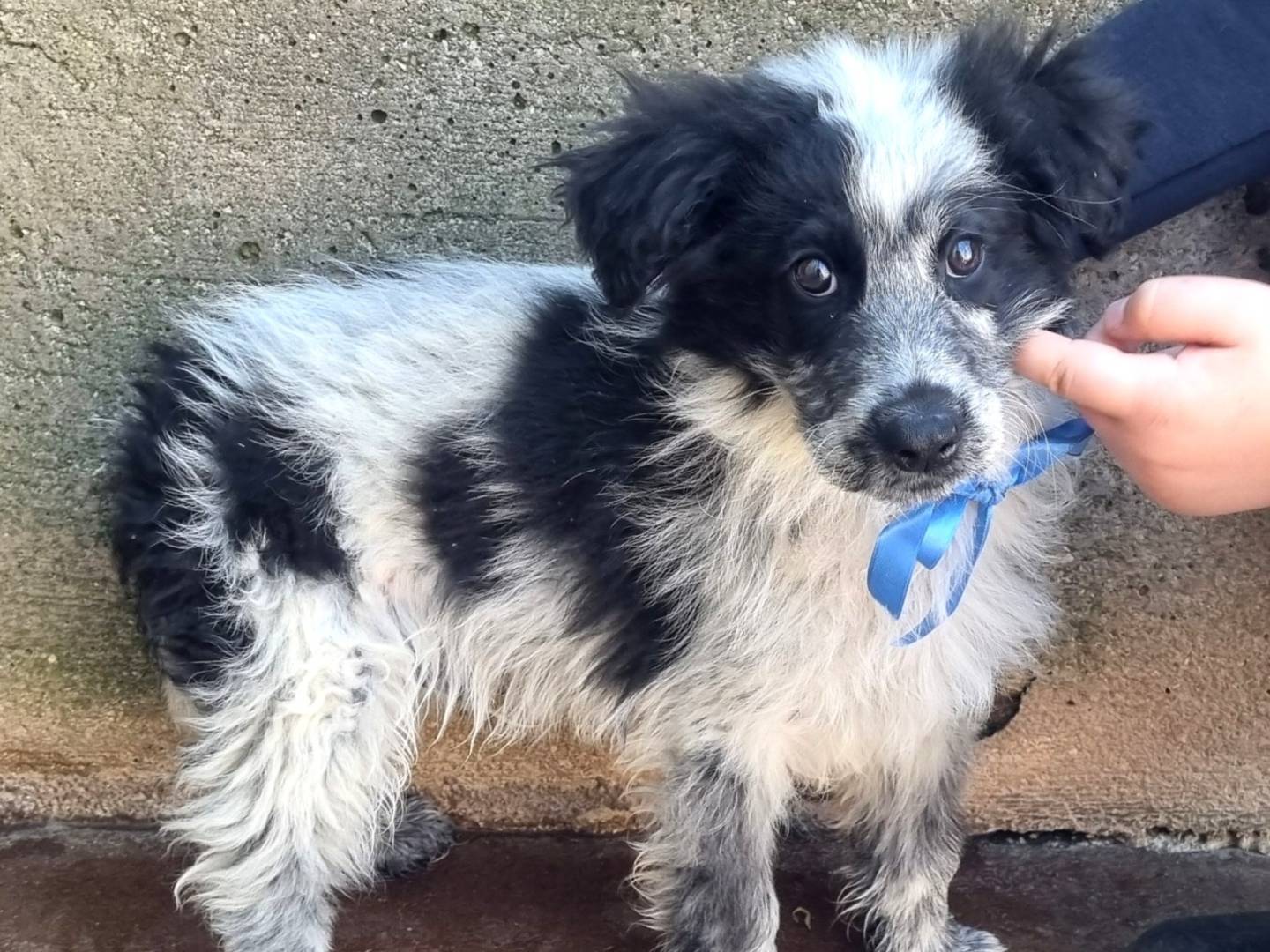 Adotta un cane, taglia media, maschio, Bari