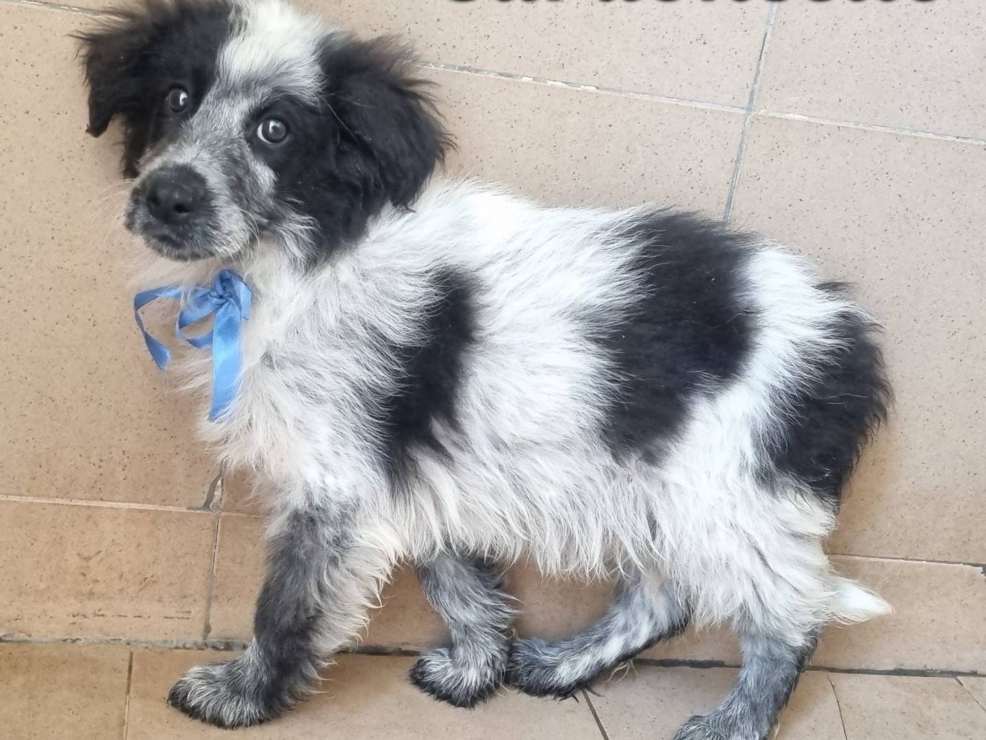 Vuoi adottare un cane a Bari?